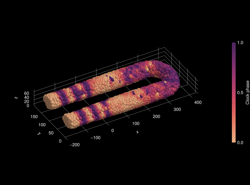A computational model of somitogenesis, the embryonic process in which the body is divided into segments