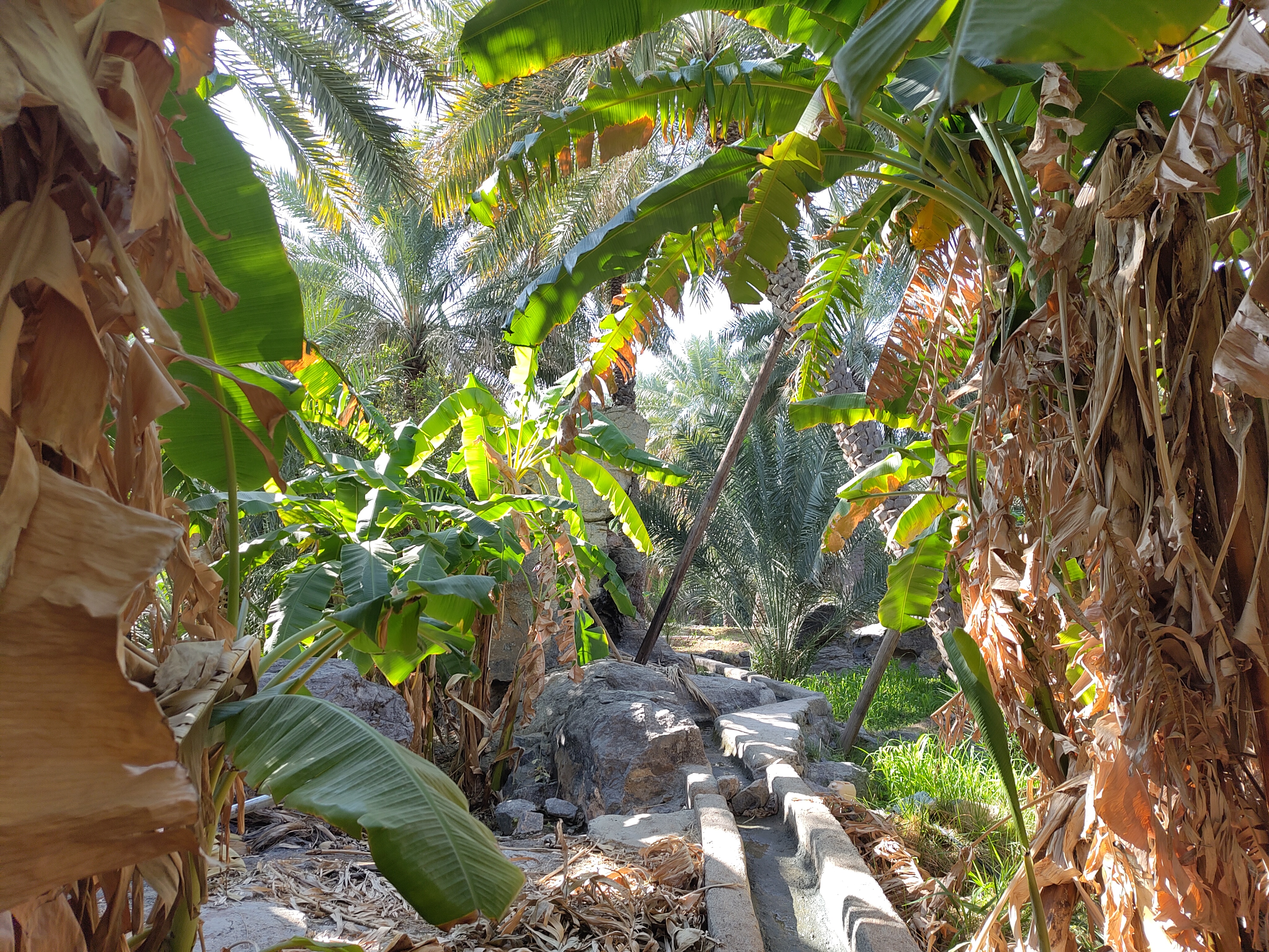 Banana trees next to the Aflaj in Misfah.