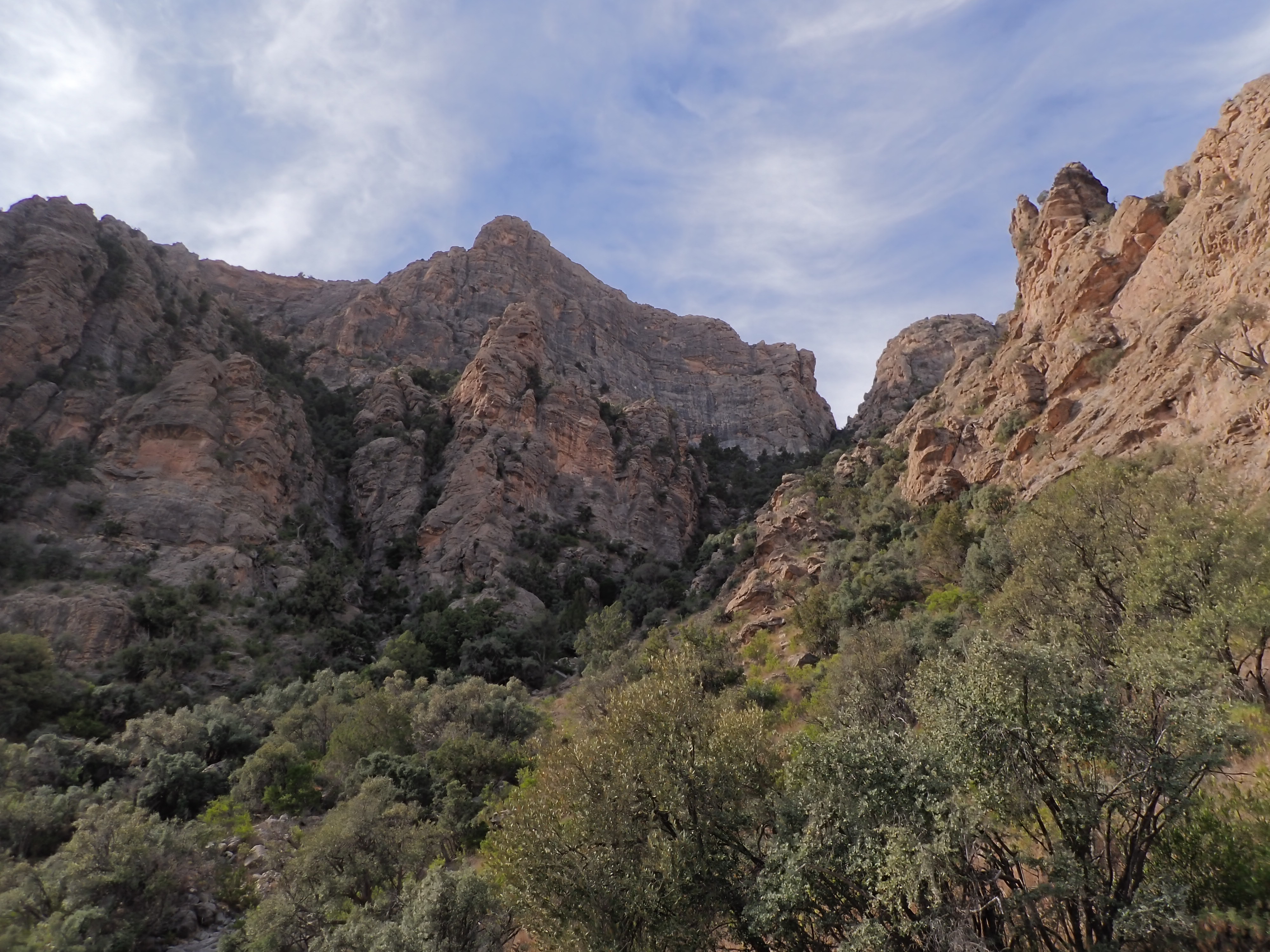Omani woodland