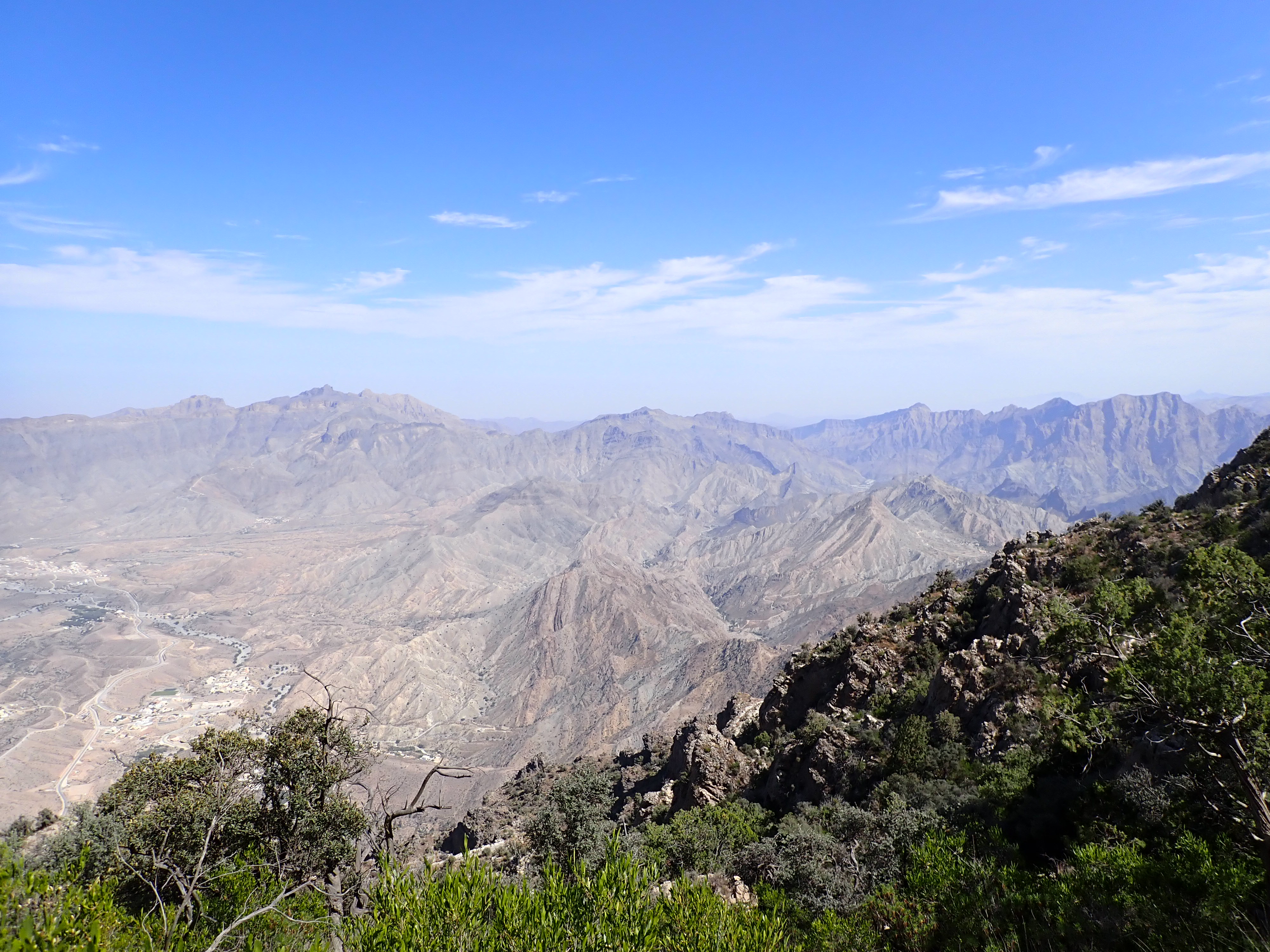 Omani woodland 2