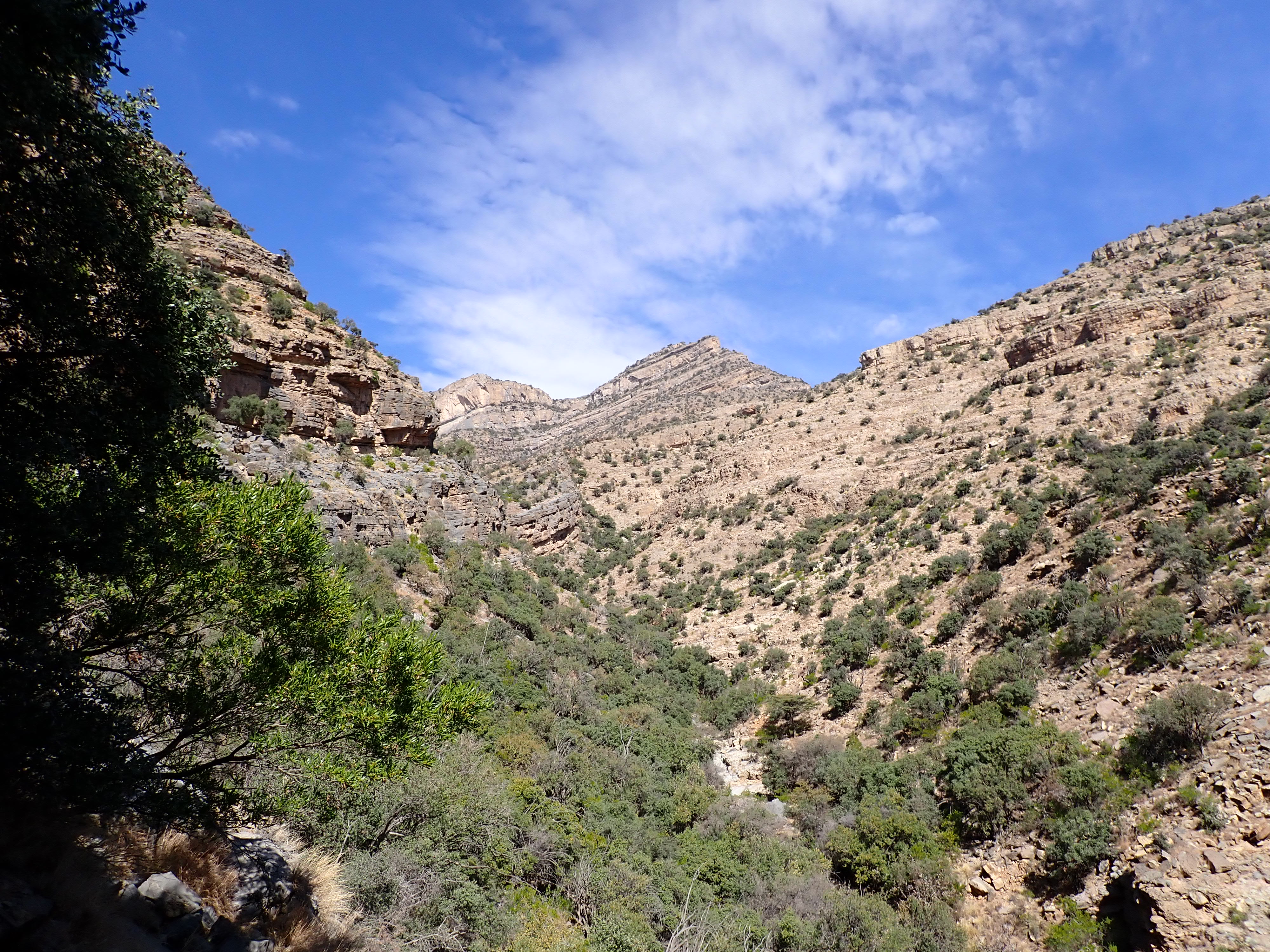 The green wadi
