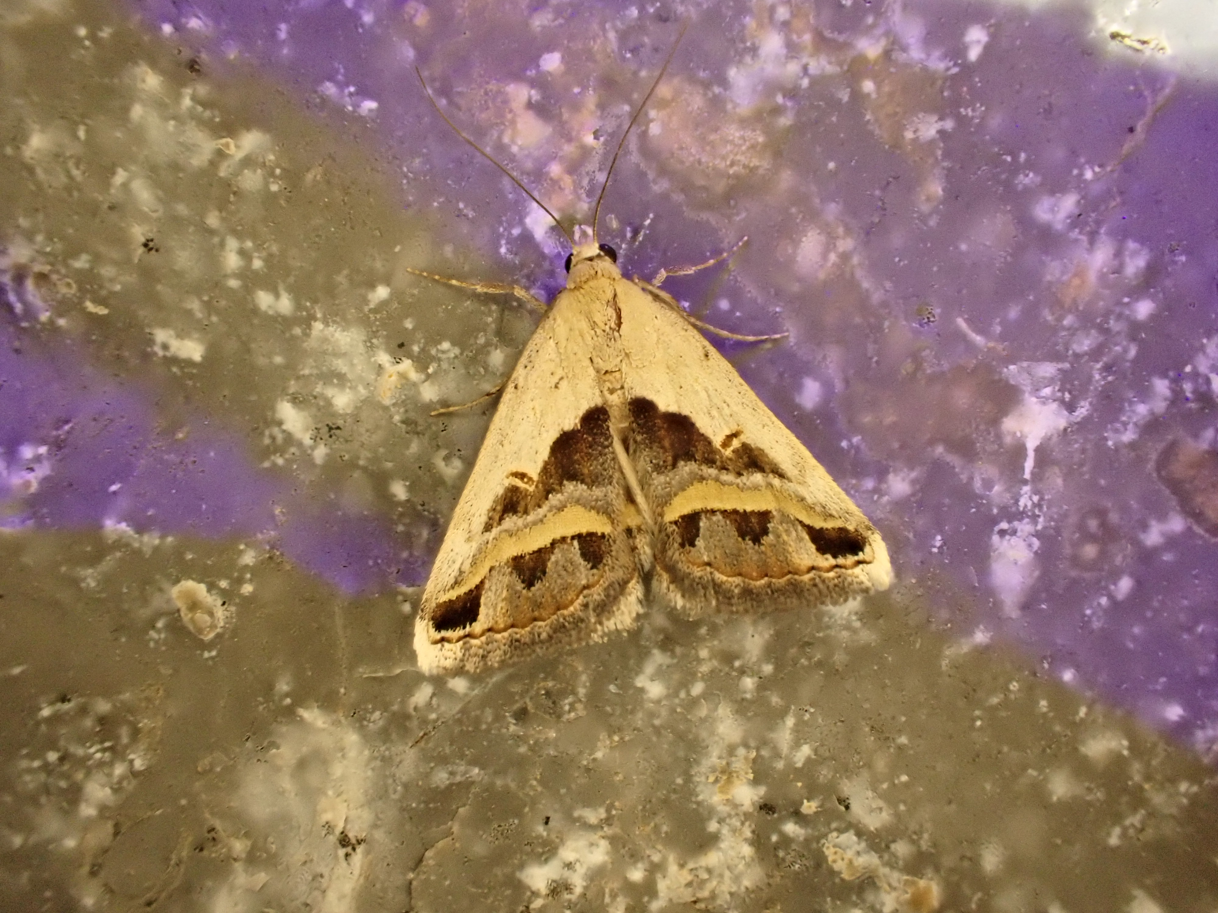 Acantholipes circumdata