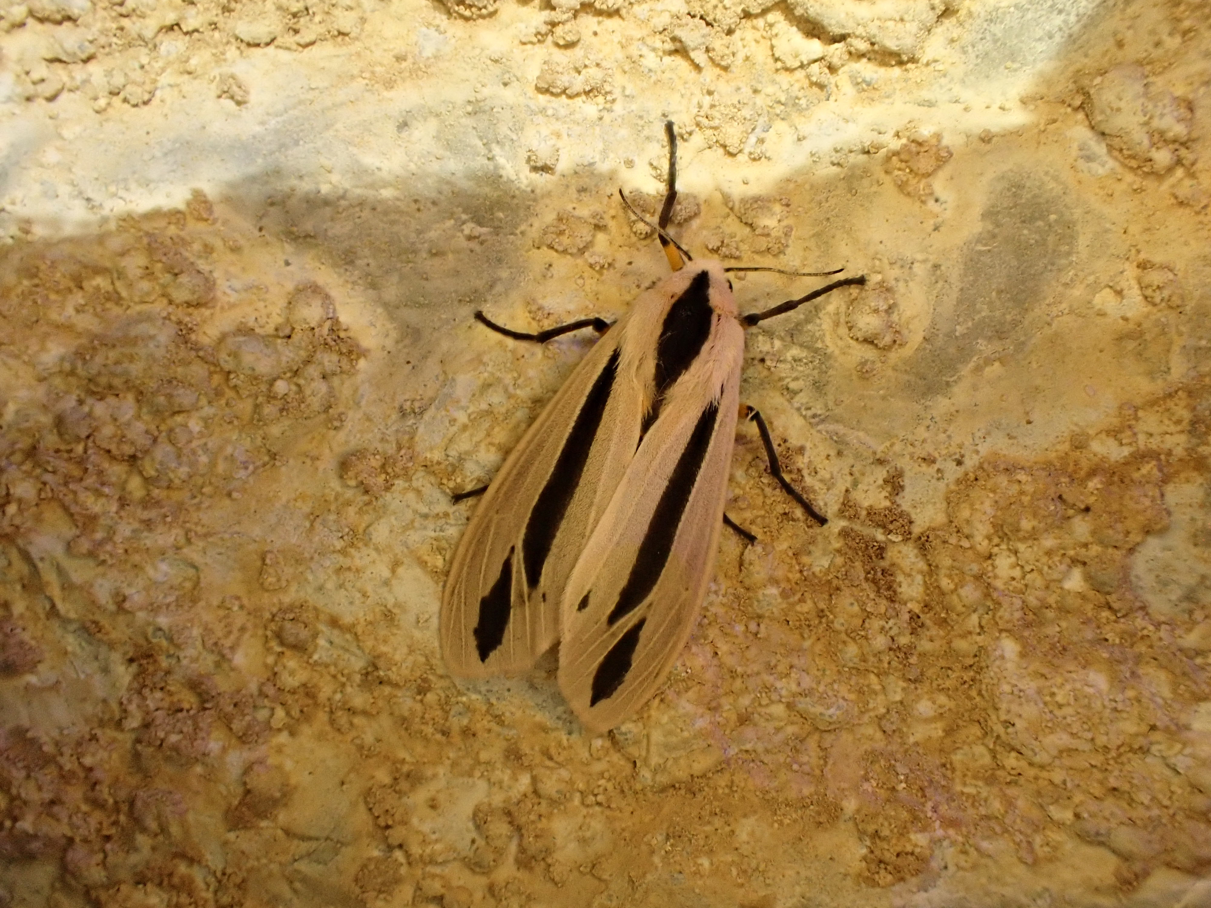 Creatonotos omanirana