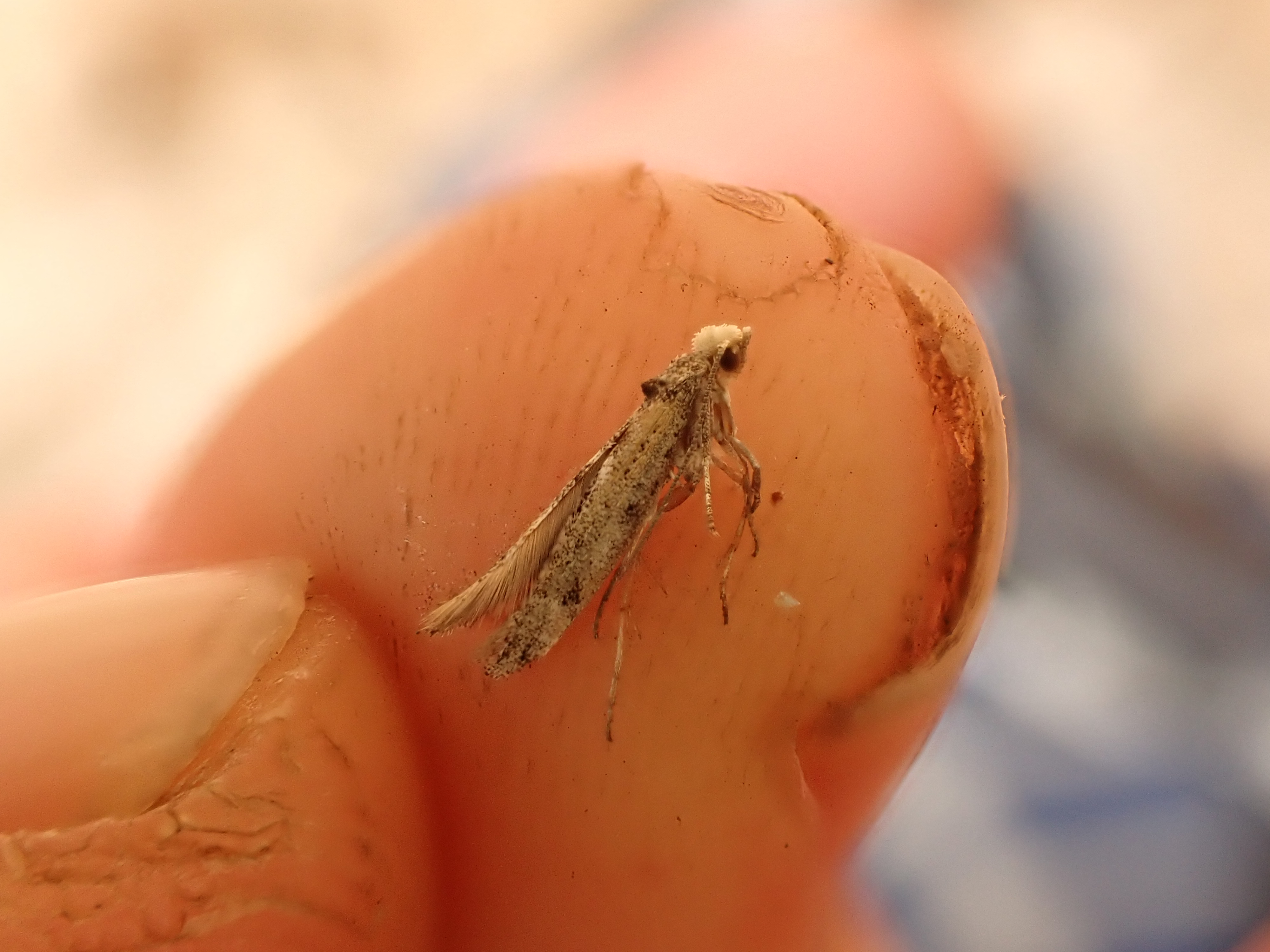 Zelleria sp.