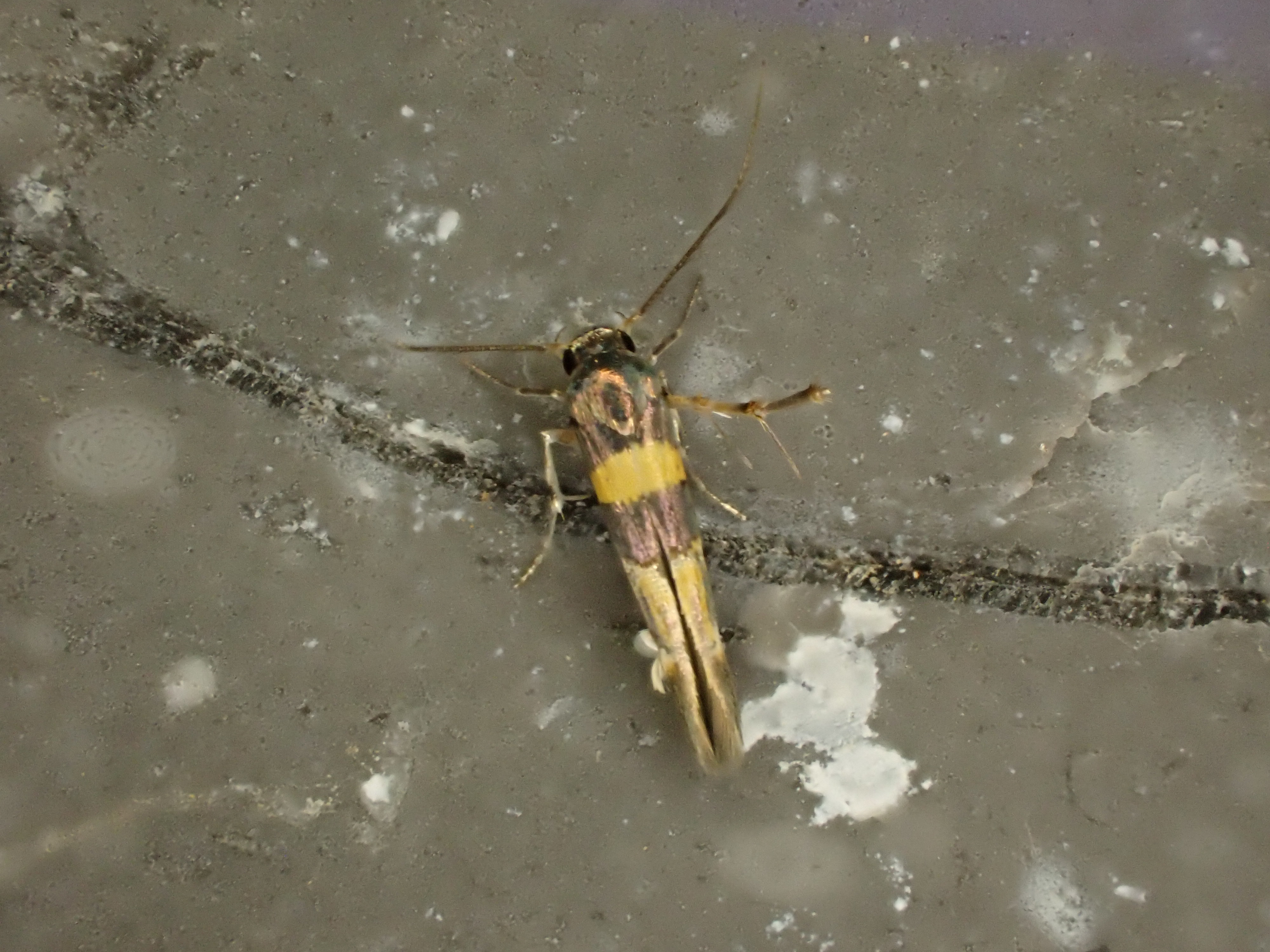 Stathmopoda sp.