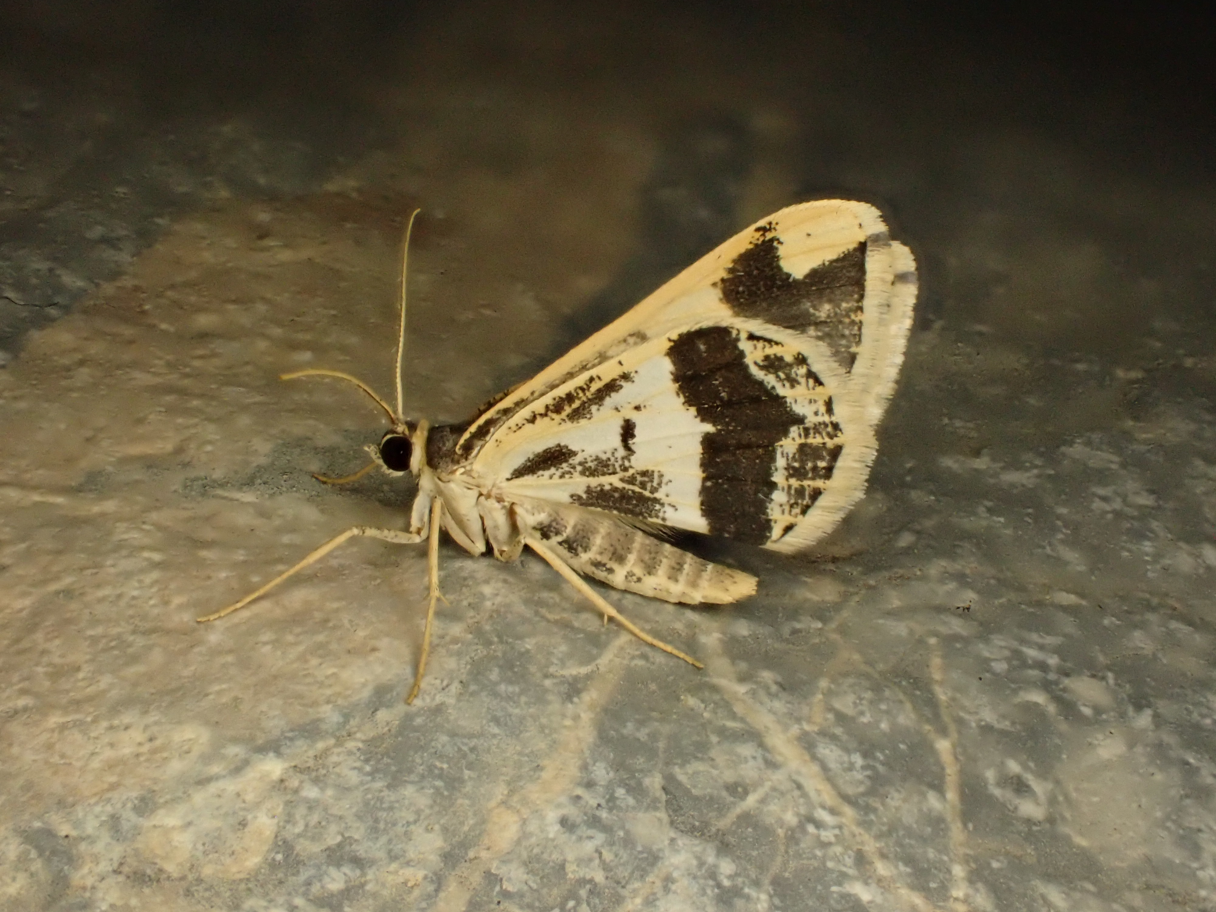 Chiasmia latimarginaria.