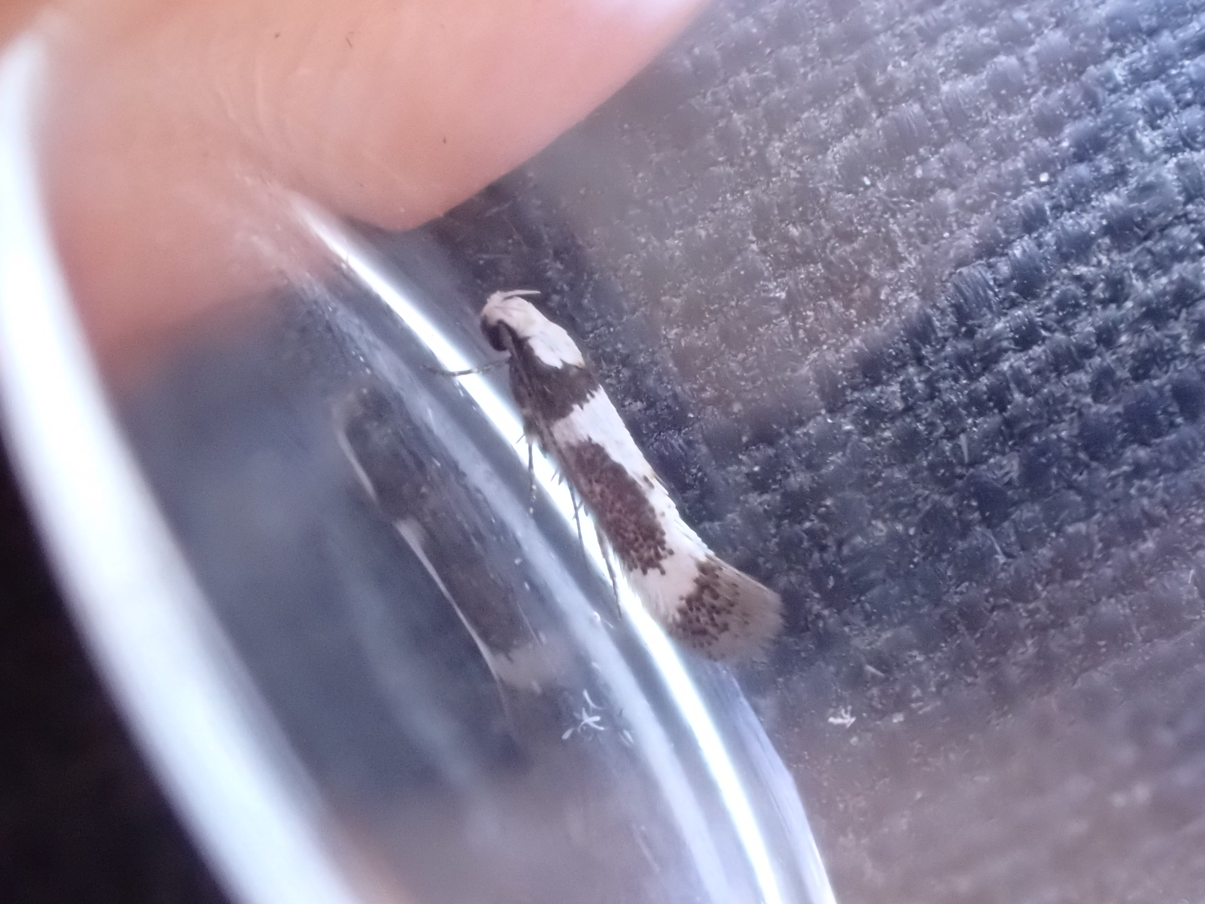 Gelechiid sp.
